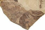 Fossil Plant (Metasequoia, Betula leopoldae) Plate - McAbee, BC #248776-1
